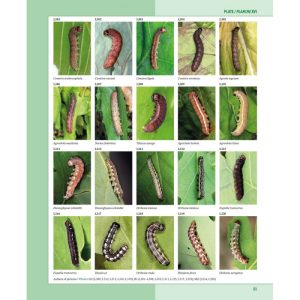 Caterpillars on Oaks in Central Europe / Chenilles des Chênes d'Europe Centrale - Image 6