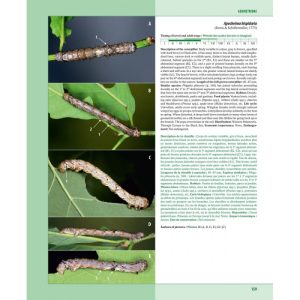 Caterpillars on Oaks in Central Europe / Chenilles des Chênes d'Europe Centrale - Image 4