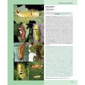 Caterpillars on Oaks in Central Europe / Chenilles des Chênes d'Europe Centrale - Image 3