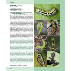 Caterpillars on Oaks in Central Europe / Chenilles des Chênes d'Europe Centrale - Image 2